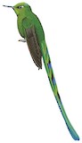 Long-tailed Sylph Illustration