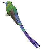 Violet-tailed Sylph Illustration