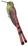 Red-tailed Comet Illustration