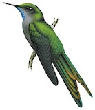 Grey-bellied Comet Illustration