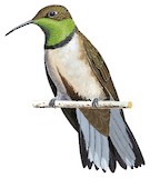 Andean Hillstar Illustration