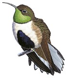 White-sided Hillstar Illustration