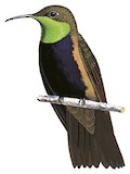 Black-breasted Hillstar Illustration