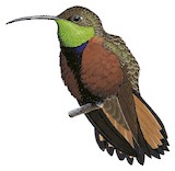 Wedge-tailed Hillstar Illustration