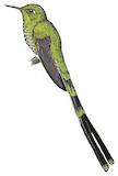 Green-tailed Trainbearer Illustration