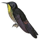 Black-backed Thornbill Illustration