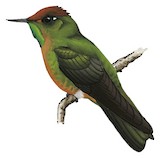 Rufous-capped Thornbill Illustration