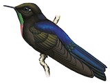 Blue-mantled Thornbill Illustration