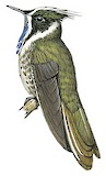 Blue-bearded Helmetcrest Illustration