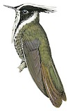 White-bearded Helmetcrest Illustration