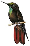 Perija Metaltail Illustration