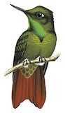 Tyrian Metaltail Illustration