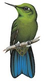 Viridian Metaltail Illustration