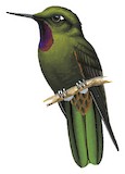 Violet-throated Metaltail Illustration