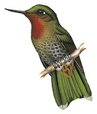 Neblina Metaltail Illustration