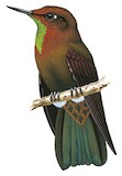 Coppery Metaltail Illustration