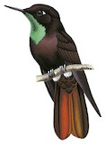 Black Metaltail Illustration