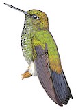 Greenish Puffleg Illustration