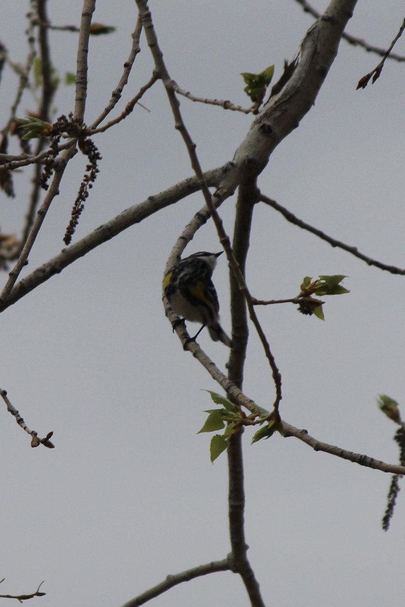 Yellow-rumped Warbler (Myrtle) - Catherine Olin
