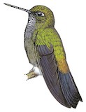 Hoary Puffleg Illustration