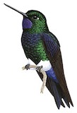 Black-breasted Puffleg Illustration