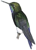 Gorgeted Puffleg Illustration