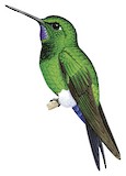 Glowing Puffleg Illustration