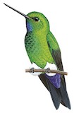 Turquoise-throated Puffleg Illustration