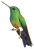 Coppery-bellied Puffleg Illustration