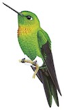 Golden-breasted Puffleg Illustration