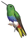 Colorful Puffleg Illustration