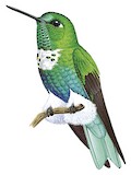 Emerald-bellied Puffleg Illustration