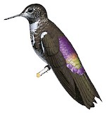 Purple-backed Sunbeam Illustration