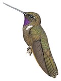 Brown Inca Illustration