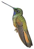 Violet-throated Starfrontlet Illustration