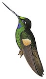 Buff-winged Starfrontlet Illustration