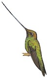 Sword-billed Hummingbird Illustration