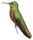 Chestnut-breasted Coronet Illustration