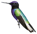 Velvet-purple Coronet Illustration