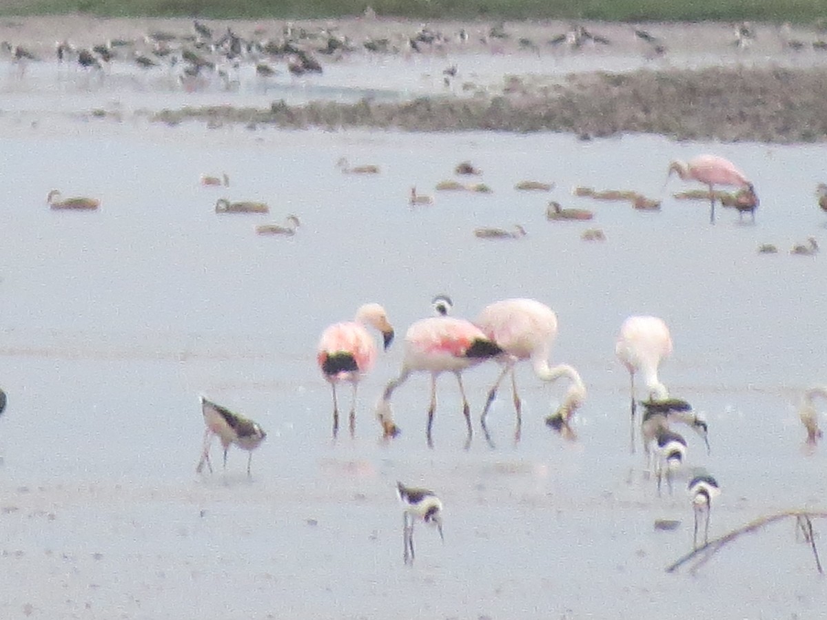 Andean Flamingo - ML152835971