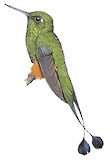 Rufous-booted Racket-tail Illustration