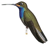 Rufous-gaped Hillstar Illustration