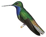 Green-backed Hillstar Illustration