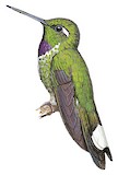 Purple-bibbed Whitetip Illustration