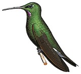 Pink-throated Brilliant Illustration