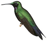 Black-throated Brilliant Illustration