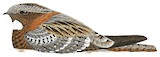 Spotted Nightjar Illustration