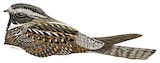 Archbold's Nightjar Illustration