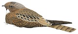 Papuan Nightjar Illustration