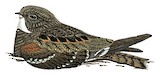 Least Nighthawk Illustration